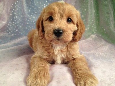 Find cockapoo puppies and dogs for adoption today! Male cockapoos for sale in Iowa Summer of 2012 | Cockapoo ...