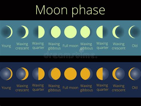 De Fasen Van De Maan De Gehele Cyclus Van Nieuwe Maan Aan Hoogtepunt