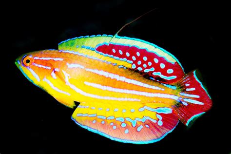 Rare Reef Fishes From The Seychelles