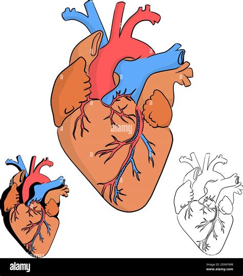 Anatomía Del Vector Del Corazón Humano Ilustración Dibujo De La Mano De