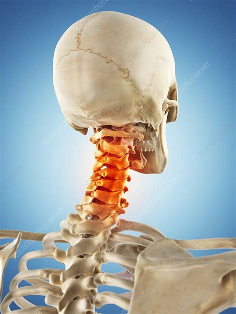 All of your bones, except for one (the hyoid bone in your neck), form a joint with another bone. Human neck bones, artwork - Stock Image - F009/4104 - Science Photo Library