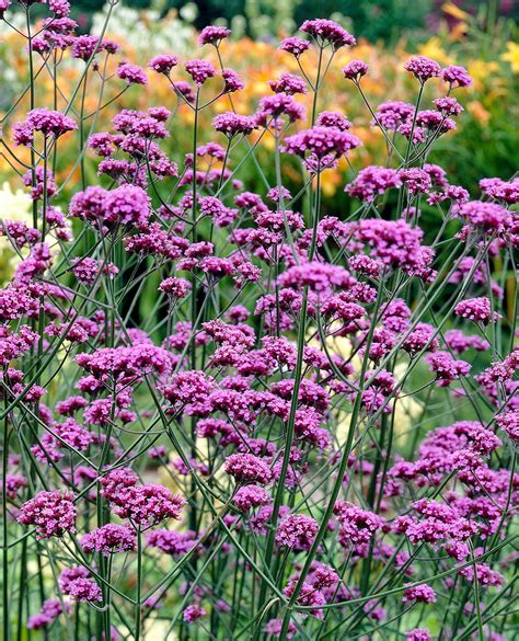 Verbena Bonariensis J Parker Dutch Bulbs