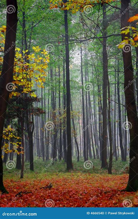 Colorful Forest Stock Photo Image Of Vertical Morning 4666540