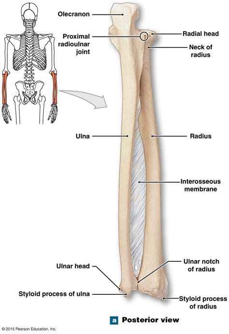 posterioir view of the right radius and ulna human anatomy and physiology medical anatomy