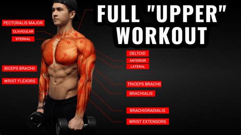 Body muscles and their names, human body muscles names pdf, muscular body parts name, the body muscles. The Best Upper Body Workout Routine and Exercises