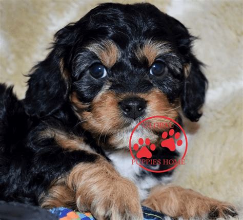 Browse cavapoo puppies for sale from 5 star breeders with uptown puppies. Cavapoo Breeders California - Cavapoo for sale - Global ...