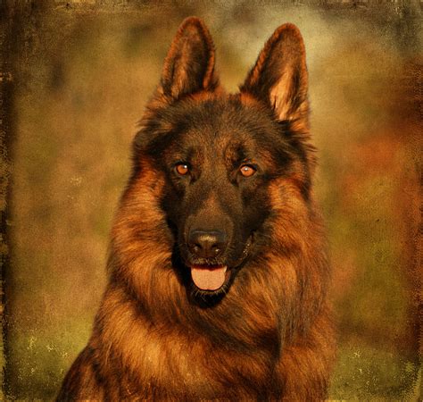 Hoss German Shepherd Dog Photograph By Sandy Keeton Pixels