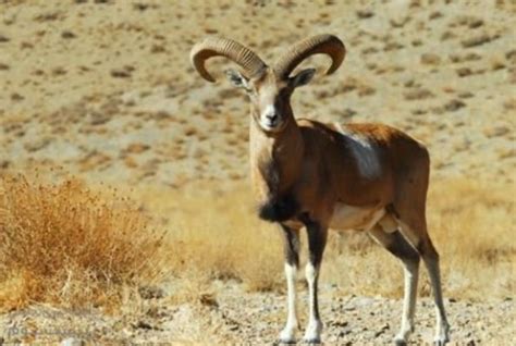 Persian Mouflon Cloned In Iran Mehr News Agency