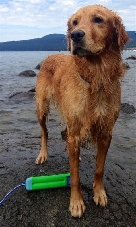 Always spay or neuter your pets. Homeward Bound Golden Retriever Rescue - Animal Shelters ...