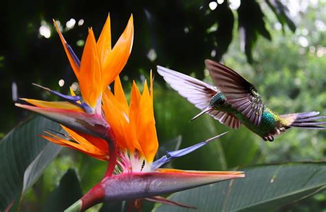 Top 10 Facts About Hummingbirds Rainforest Cruises