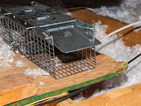 Below are some of the the materials you need to fight the pests still have to be bought. How To Get Rid Of Squirrels In The Attic | The Bug Master ...