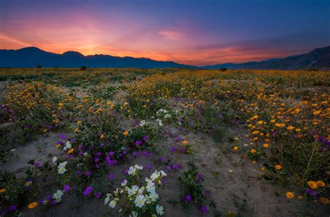 2020 top things to do in cameron highlands. Anza-Borrego Desert State Park Wildflower Super Bloom ...