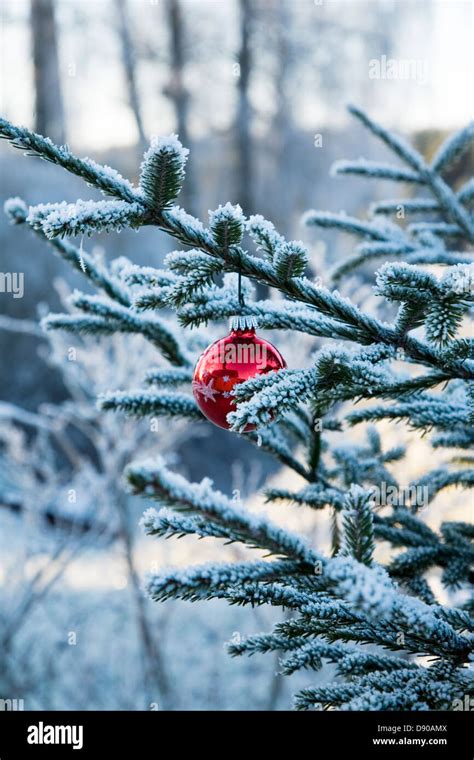A Christmas Tree Ball Hanging In A Christmas Tree Sweden Stock Photo
