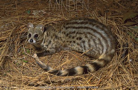 Large Spotted Genet Stock Photo Minden Pictures