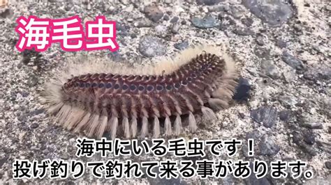 The site owner hides the web page description. 危険な海の生物!海毛虫 - YouTube