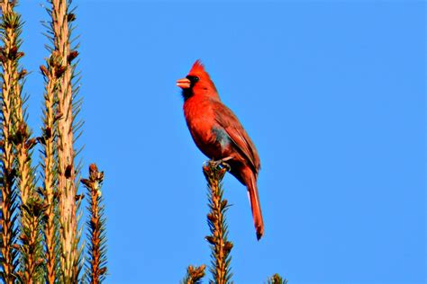 Northern Cardinal Bird A Birds Delight