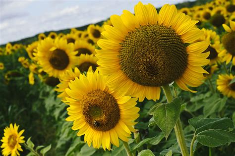10 Sunflower Photography Ideas And Tips Nikon Nikon
