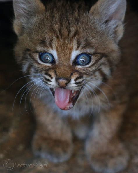 Watch These Adorable Baby Bobcats Will Make Your Day