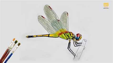 Dragonfly Drawing Ii How To Draw A Dragonfly Ii Art Janag Youtube