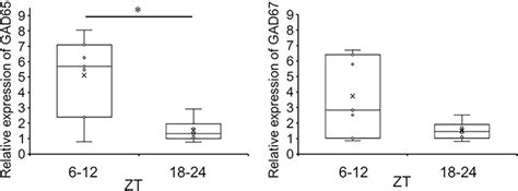 Effect Of Diurnal Rhythm On The Relative Expression Levels Of Gad65 And