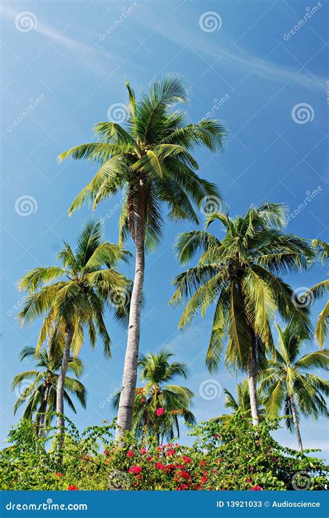 Palmiers Tropicaux Image Stock Image Du Coconut Vasion