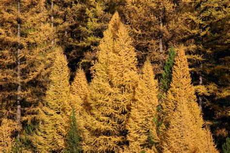 How To Grow Larch From Seed Plant Instructions