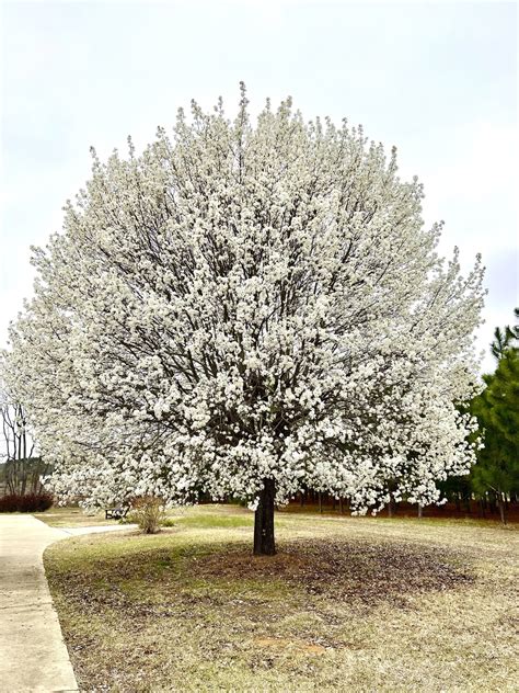 Callery Pear Tree How To Manage An Invasive Former Favorite Wtop News