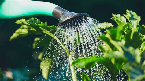 How To Water Plants