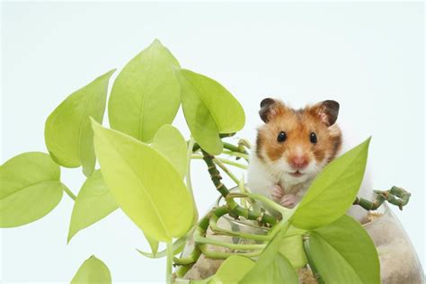 Keeping And Caring For Syrian Hamsters As Pets