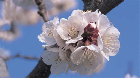 Flowering Apricot Tree