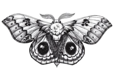 Moth Drawing Stock Photos Pictures And Royalty Free Images Istock