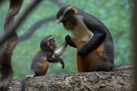 Photography Moments Animal Mother And Baby 1