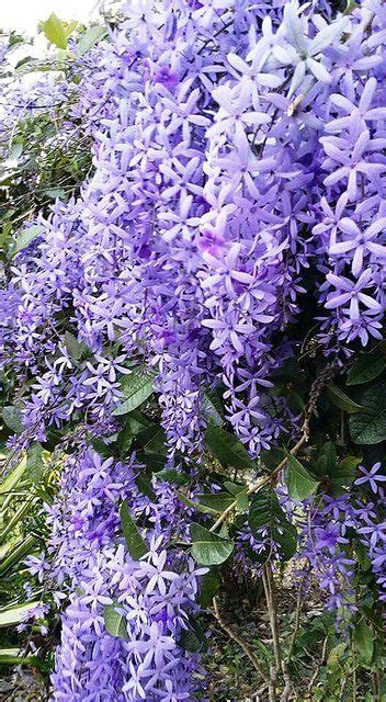 Buy Plant House Live Creepers And Climbers Petrea Volubilis Purple Real
