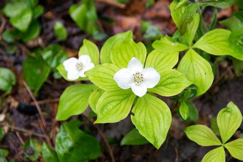 Official national flower for Canada - Bunchberry is the choice.