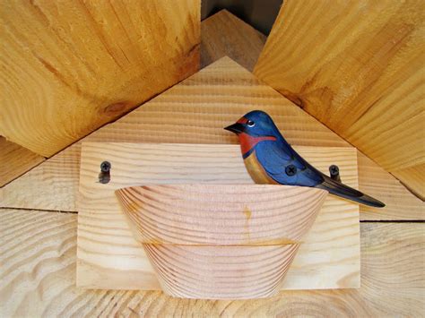Barn Swallows And Social Cues Beco