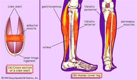 The plantaris, the gastrocnemius and the soleus. adductor muscle | anatomy | Britannica.com