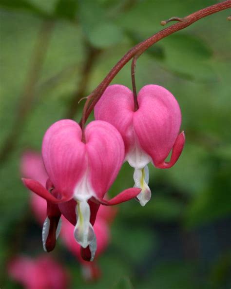 Synopsis shades of the heart. The All Things Plants Top 25 List of Shade Garden Plants ...