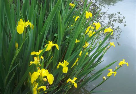 See more ideas about wild iris, iris, bearded. Yellow Flag Iris seed Packet 2g (Iris pseudacorus) (approx ...