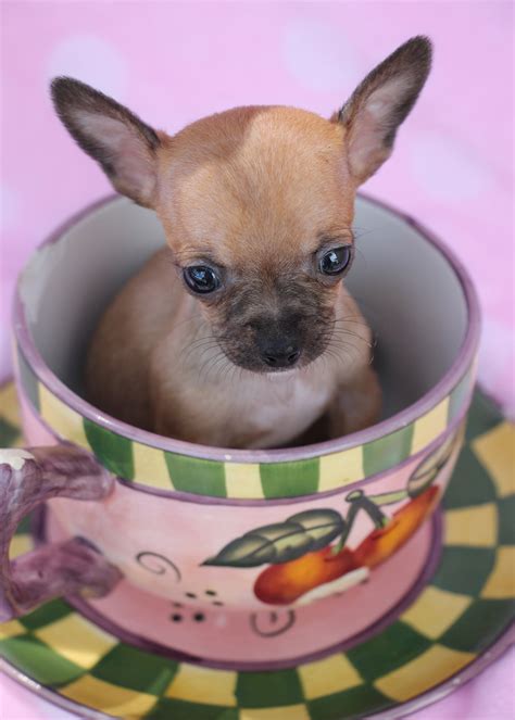 35 Mini Teacup Chihuahua Puppies Image Bleumoonproductions