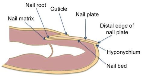 Treatment Of Toenail Fungus Infections Doctors Breast Nurse