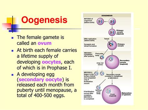 Ppt Meiosis Powerpoint Presentation Free Download Id2084156