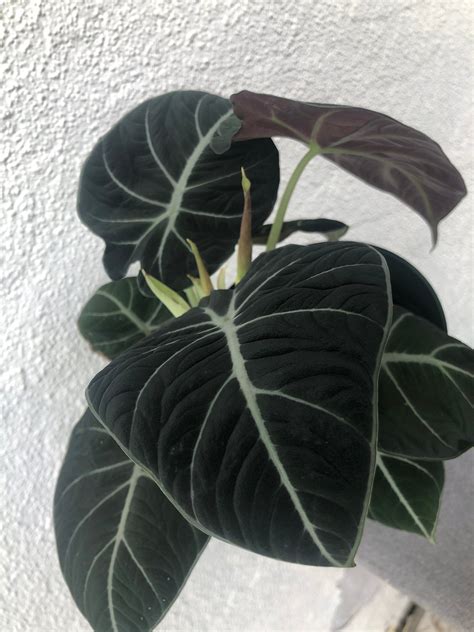 Visit us at 66 granite st. Alocasia reginula 'Black Velvet' Elephant Ear | Etsy in ...