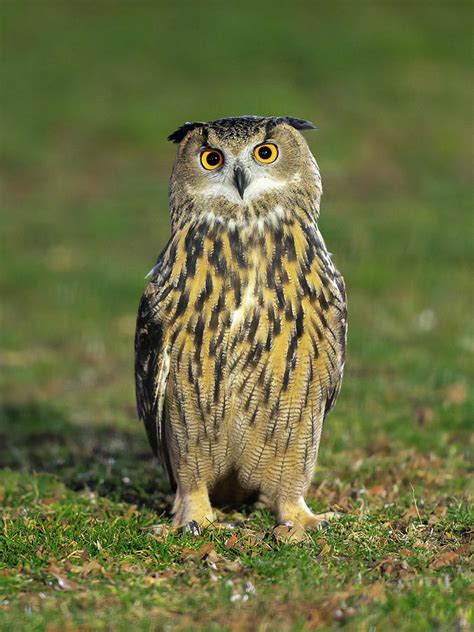 Flaco The Escaped Eurasian Eagle Owl Of Central Park New York 8