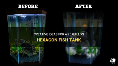 Creative Ideas For A 20 Gallon Hexagon Fish Tank Petshun