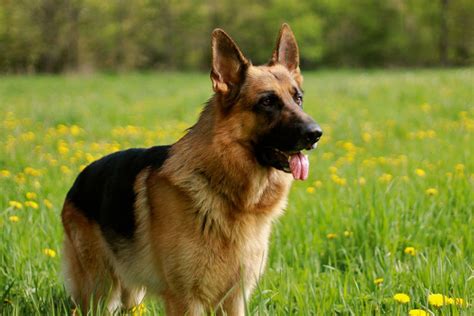 Img2699 Loyal Dog Breeds German Shepherd Photography Dog Breeds