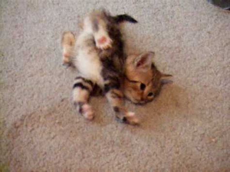 How do you treat a cat with cerebellar hypoplasia? Kitten 'Sway' with Extreme Case of CH Cerebellar ...
