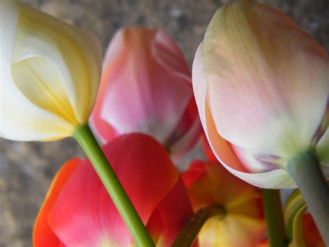 The Garden Diaries Easter Tulips