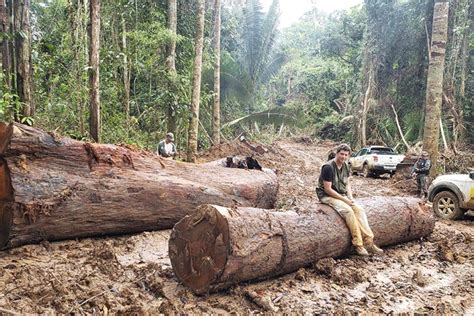 Alertas De Desmatamento Na Amazônia Legal Têm Recorde Para O Mês De Junho Sustentabilidade