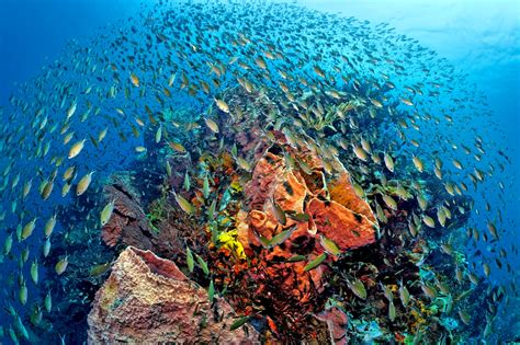 St Lucia Anse Chastanet Resort Reef Environmental