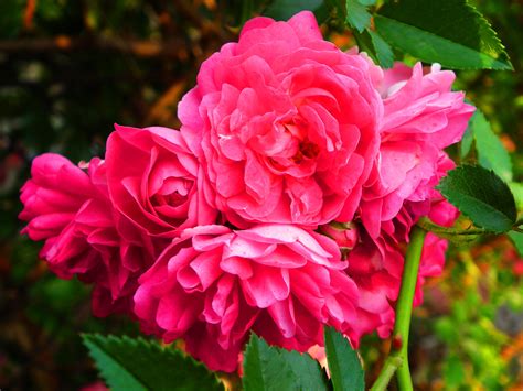 Free Images Nature Petal Flora Shrub Pink Rose Rose Petals